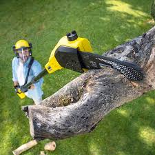 Trusted San Antonio, FL Tree Services Experts