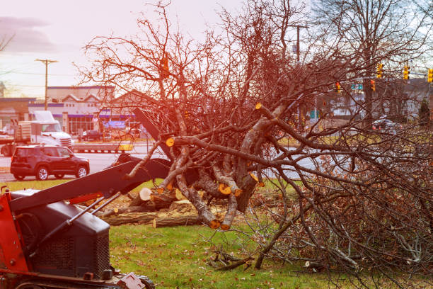 How Our Tree Care Process Works  in  San Antonio, FL